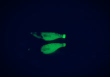 Load image into Gallery viewer, 5pcs 10cm luminous squid jigs 3D big eyes