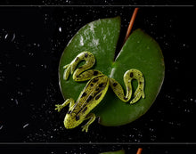 Load image into Gallery viewer, 3pcs Frog Fishing Lures 85mm/13g Soft Artificial Rubber Frog Baits