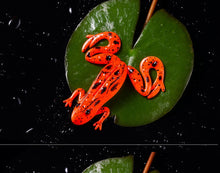 Load image into Gallery viewer, 3pcs Frog Fishing Lures 85mm/13g Soft Artificial Rubber Frog Baits