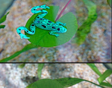 Load image into Gallery viewer, 3pcs Frog Fishing Lures 85mm/13g Soft Artificial Rubber Frog Baits