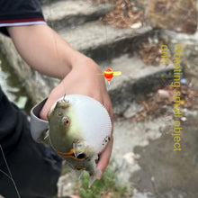 Load image into Gallery viewer, Freshwater Barguzin Fir Fishing Float